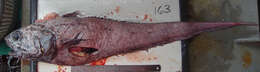 Image of Roughscale rattail