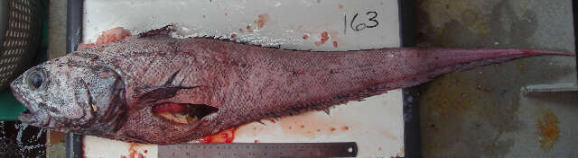 Image of Roughscale rattail