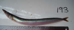 Image of Pacific sand lance