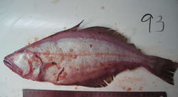 Image of Kamchatka flounder