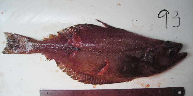 Image of Kamchatka flounder