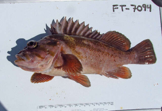 Image of Gopher rockfish