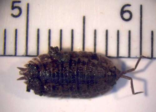 Image of Isopod