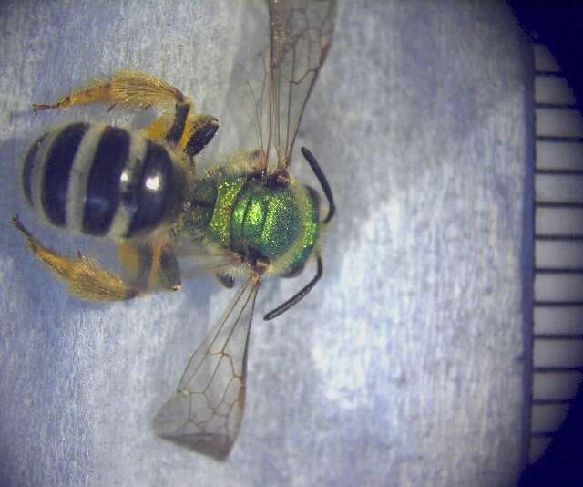 صورة Agapostemon virescens (Fabricius 1775)