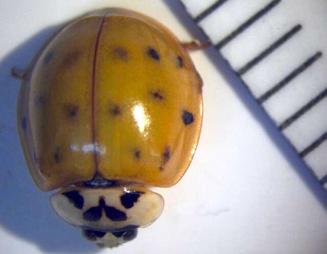 Image of Harlequin Ladybird