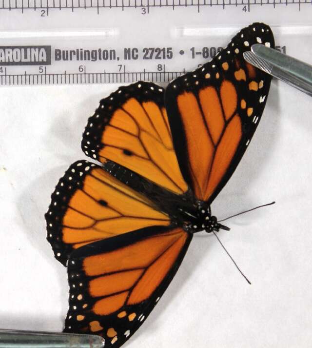 Image of Monarch