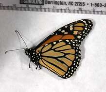 Image of Monarch