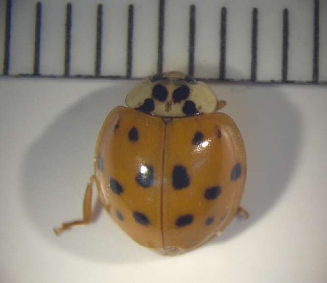 Image of Harlequin Ladybird