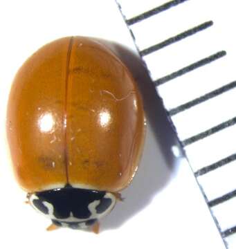 Image of Coccinelloidea