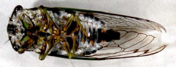 Image of Cicadas, Leafhoppers, and Treehoppers