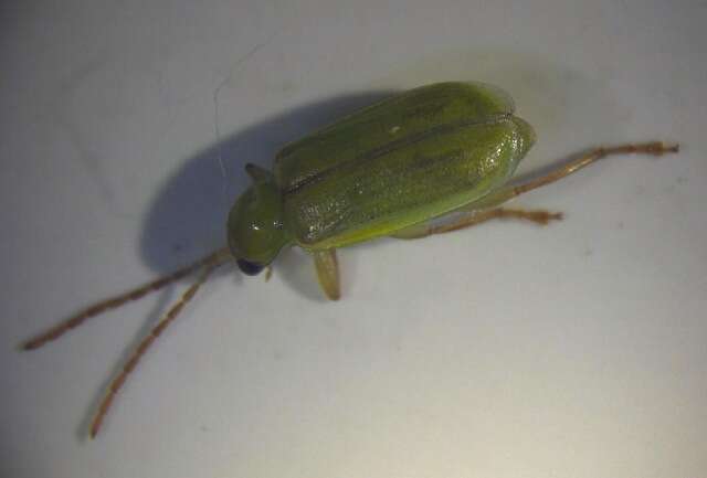 Image of leaf beetles