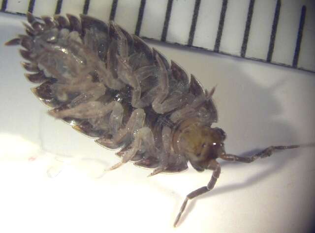 Image of Isopod