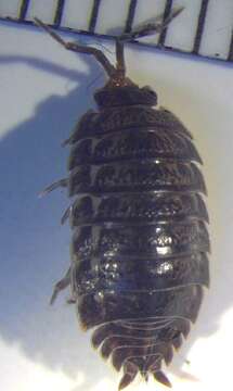 Image of Isopod