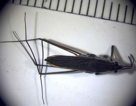 Image of water striders