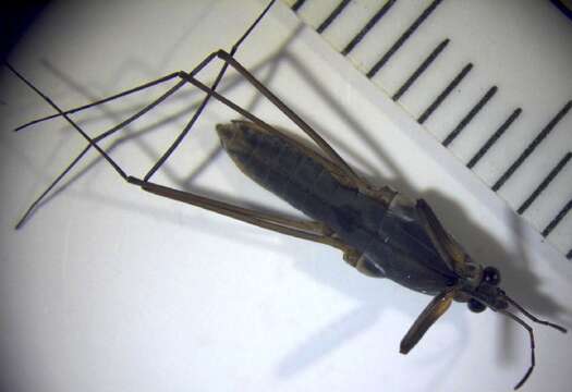 Image of water striders