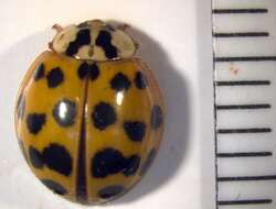 Image of Harlequin Ladybird