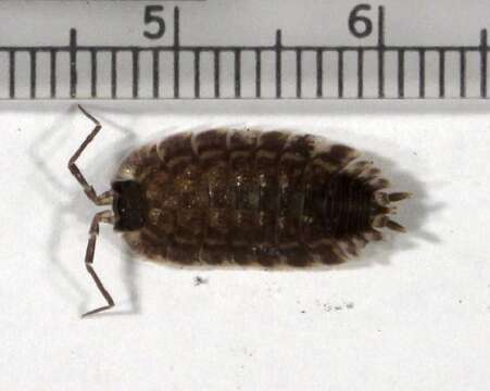 Image of Isopod