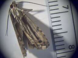 Image of crambid snout moths