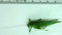 Image of Oblong-winged Katydid