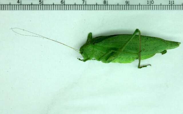 Image of Oblong-winged Katydid