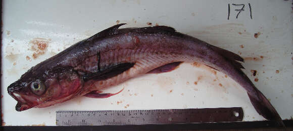 Image of Alaska pollock