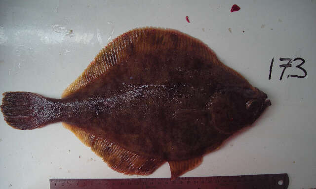 Image of Flathead sole