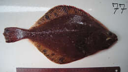 Image of Flathead sole