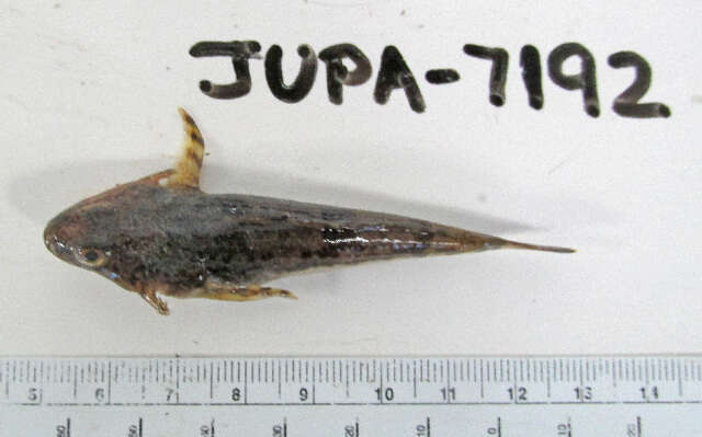 Image of Pacific staghorn sculpins