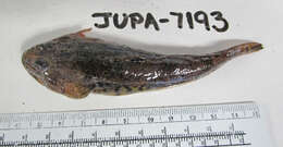 Image of Pacific staghorn sculpins