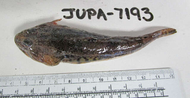 Image of Pacific staghorn sculpins