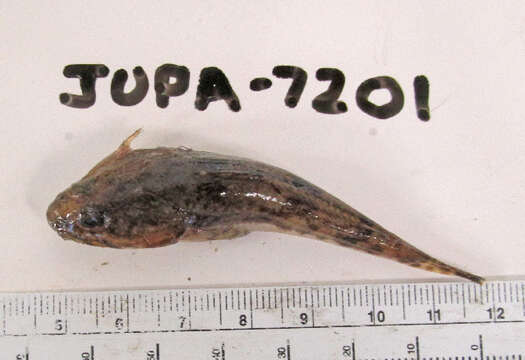 Image of Pacific staghorn sculpins