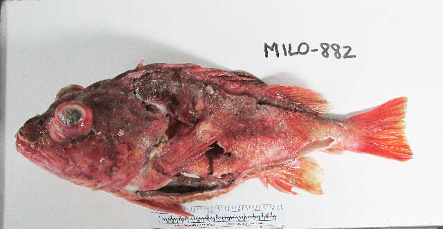 Image of Pink rockfish