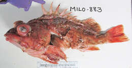 Image of Pink rockfish