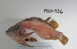 Image of Gopher rockfish