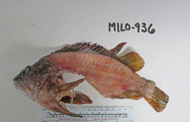 Image of Gopher rockfish