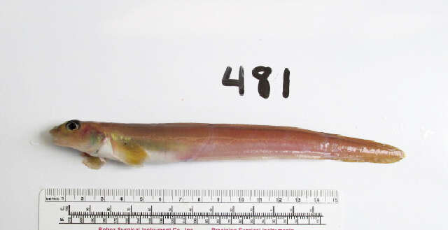 Image of Blackbelly eelpout