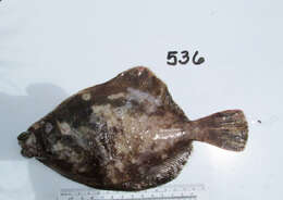 Image of Curlfin sole