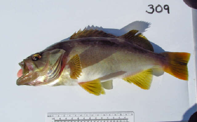 Image of Olive rockfish