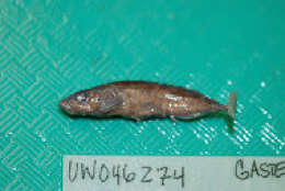 Image of Sakhalin stickleback