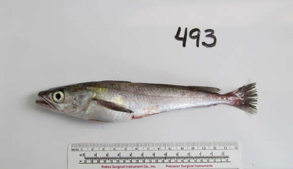 Image of North Pacific Hake