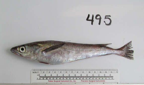 Image of North Pacific Hake