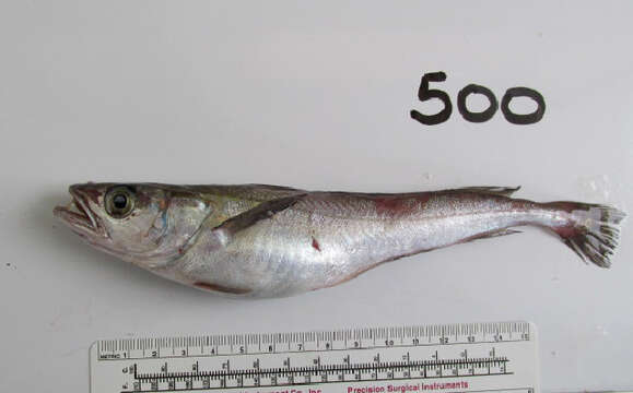 Image of North Pacific Hake