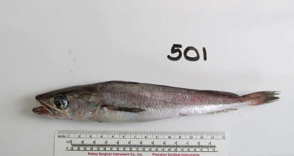 Image of Merluccius