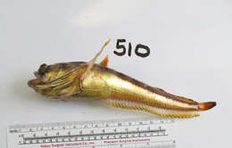 Слика од Porichthys notatus Girard 1854