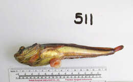 Слика од Porichthys notatus Girard 1854