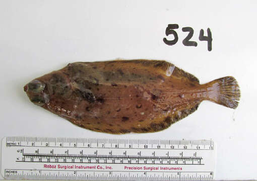 Image of Dover sole