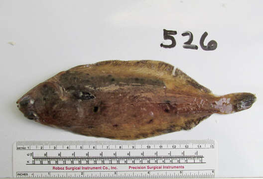 Image of Dover sole