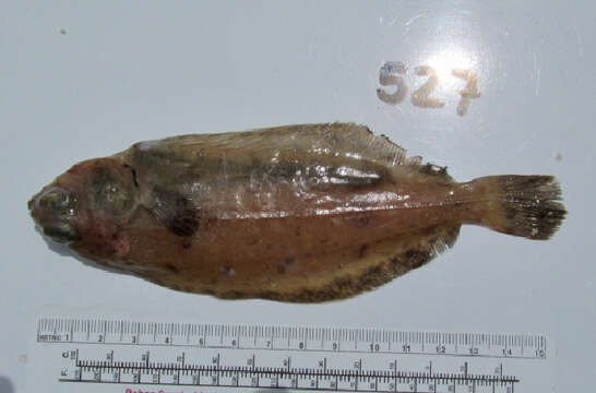 Image of Dover sole