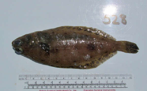 Image of Dover sole