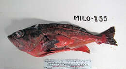 Image of Mexican rockfish